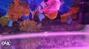 4inch flowerhorn fish very active and play full
