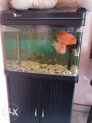 5 month old fish tank with stand and 2 fish.