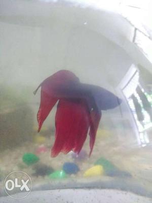 8 inch aquarium globe with red betta fish