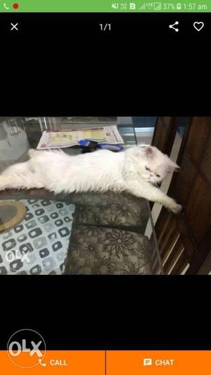 991O__persian cat for sell pure white (all
