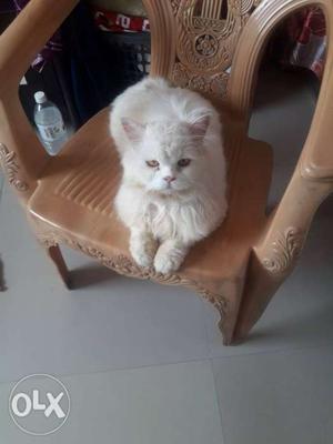 A white punch face percian cat 4 month old and