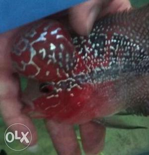 Aaagrades flowerhorn head popped babies for sale