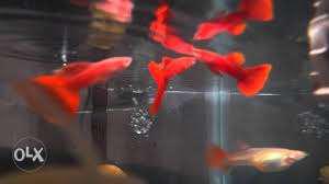 Albino red guppies available for pair 200$