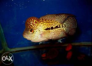 All breed flowerhorn available
