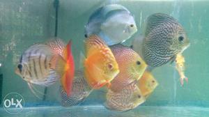 Ap Discus Available