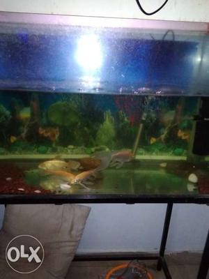 Aquarium 2.5ft x 3ft with 4 big fishes, air pump n stand