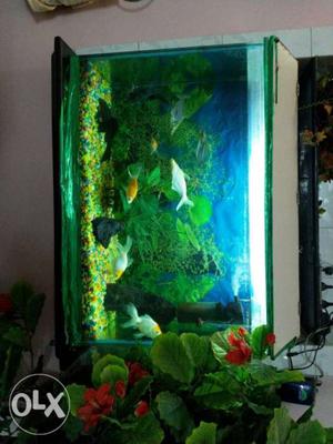 Aquarium in good condition with big and small 10 and size