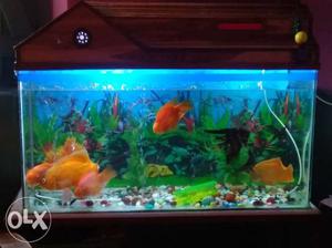 Aquarium tank 3ft X 1ft with fishes