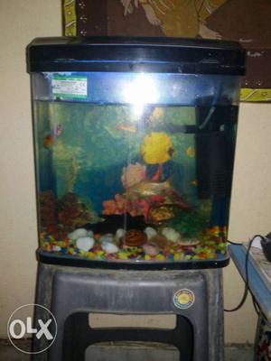 Aquarium with 7 fish new filter n new heater with