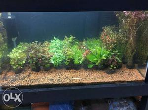 Aquatic aquarium plants for sale