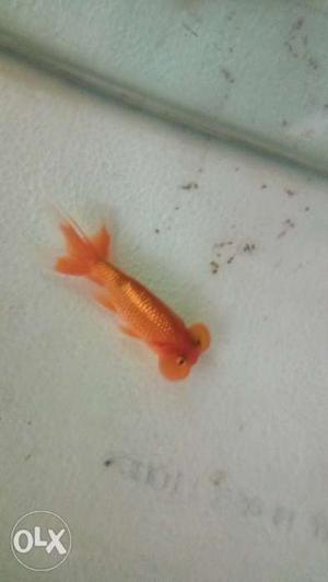 Balloon eye gold fish 4+ inch size