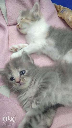 Beautiful Perisan Kitten and cat pair available