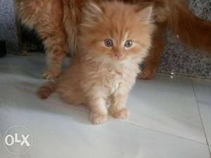 Beautiful Perisan Kitten pair available
