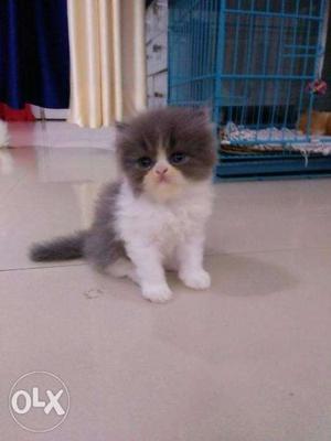 Beautiful Perisan kitten male and female available