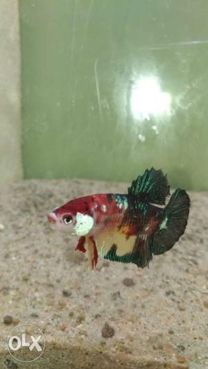 Betta Plakat Fish fancy males for 99rs each. Good
