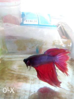 Betta fish