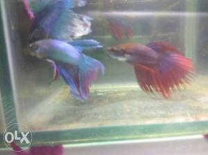 Betta fish /figher fish.. only one buy 75 rs