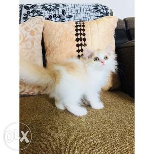 Bicolour kitten very playfull and active.. ready