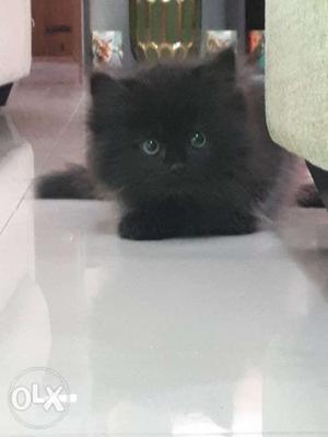 Black Persian Cat 2 months old Toilet Trained