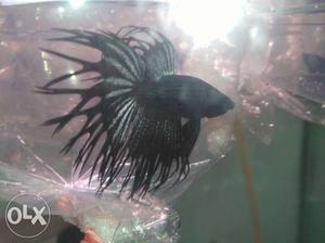 Black crown tail Betta call me at