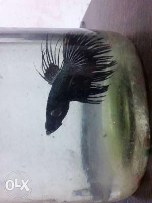 Black crown tail betta fish