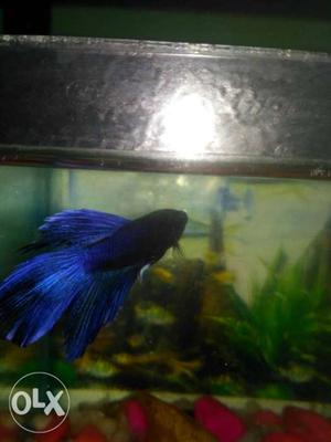 Blue And Black Fighter Fish