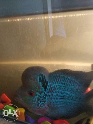 Blue Flowerhorn Fish