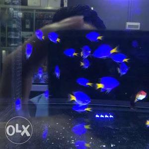 Blue damsel fish (exclusive)