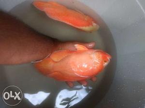 Breeding pair Chilly red oscar fish size 12(inch)