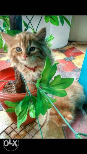 Brown Tabby Kitten