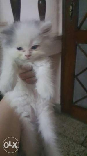 Calico persian kitten available. pure home