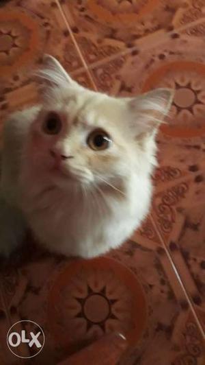 Doll face 6 month age male cat healthy and