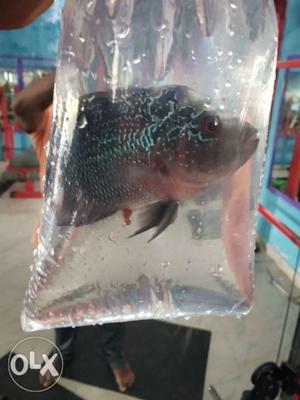 Egg lay female fish available at low price each