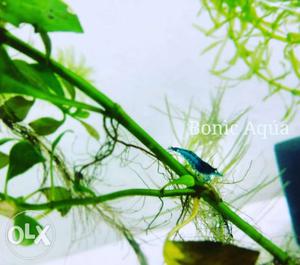 Electric Blue Shrimp - Rs.200/piece Breeding