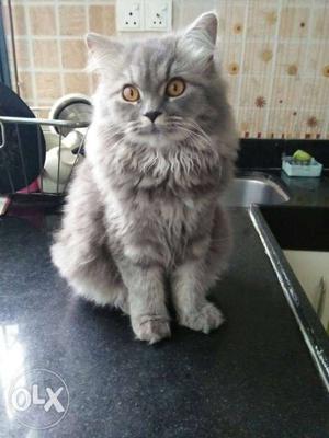 Female Persian cat for sell she is one years old