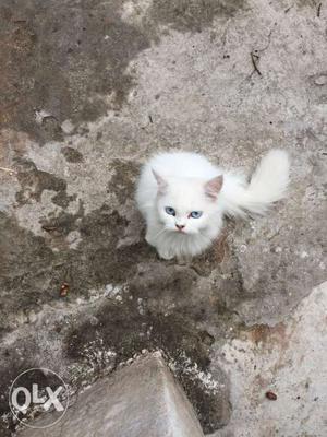 Female, Persian cat with blue eyes