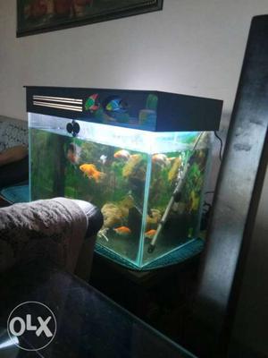 Fish Tank 2lgx1.5htx1br And Roof Only