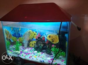 Fish aquarium tank having one filterpump and one