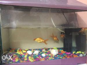 Fish aquarium with 4 gold fishes filter pump nd