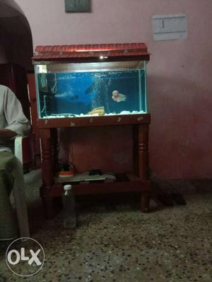 Fish tank,flowerhorn fish,three