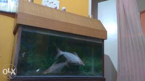 Fish tank sale. its very good and two big white