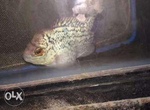 Flowerhorn 2inch with good shape and in colour,
