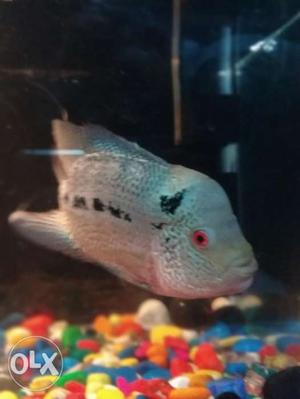 Flowerhorn fish