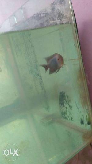 Flowerhorn silky blue for sale