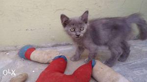 For sale two months old grey kitten / white