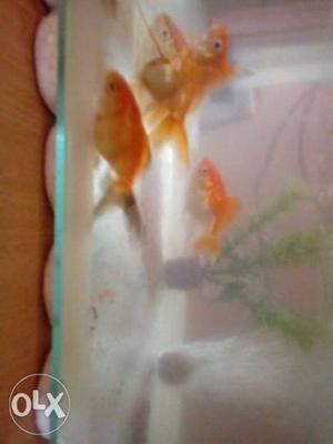 Four Common Gold Fish