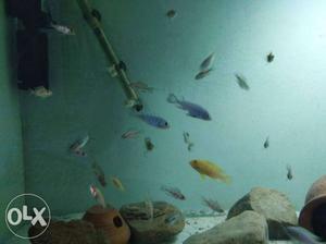 Fresh and active home breed lot of cichlids