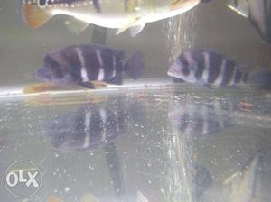 Frontosa pair for sale