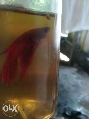 Full red male betta fish.. pure breed.