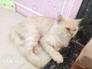 Golden Persian female cat with cage for sale cat is in heat